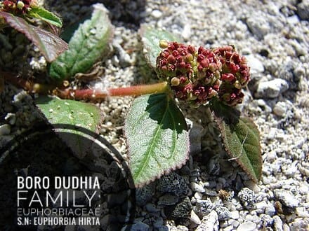 Boro Dudhia
